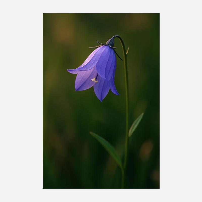 Jacinthe des bois - Poster 20 x 30 cm - blanc