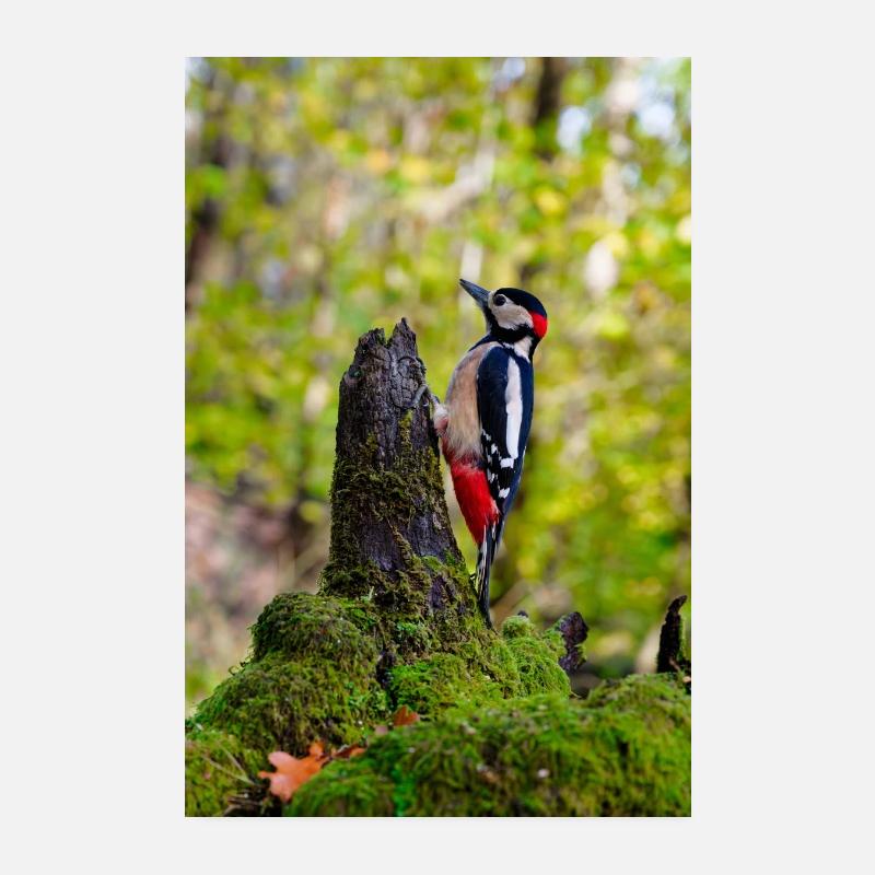 Pic sur souche de forêt moussue Poster 20 x 30 cm
