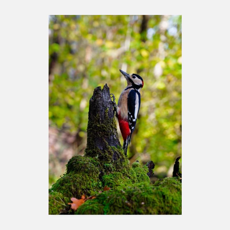 Pic sur bûche moussue Poster 20 x 30 cm