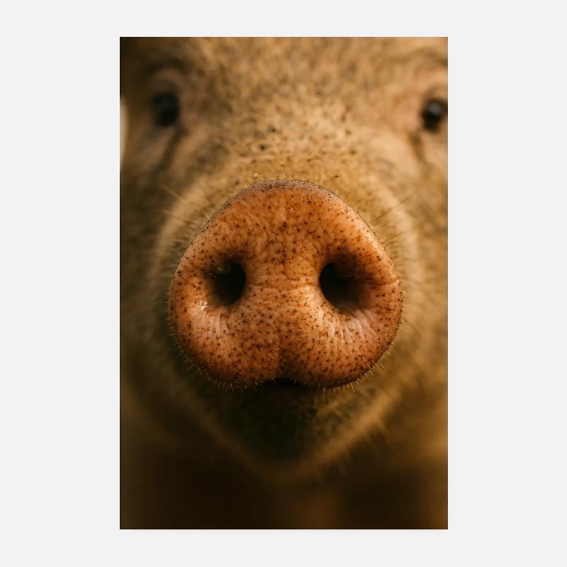 Gros plan chaleureux du museau de cochon Poster 20 x 30 cm