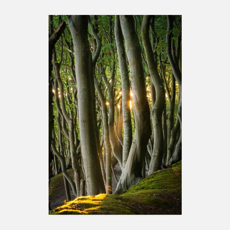 Bäume Licht der Sonne Poster 20x30 cm