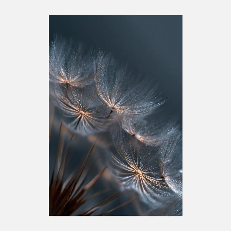 Lumière de la rosée du pissenlit Poster 20 x 30 cm
