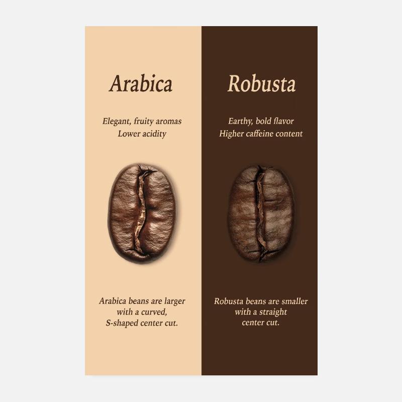 Arabica vs Robusta Coffee Guide Poster Poster 20x30 cm