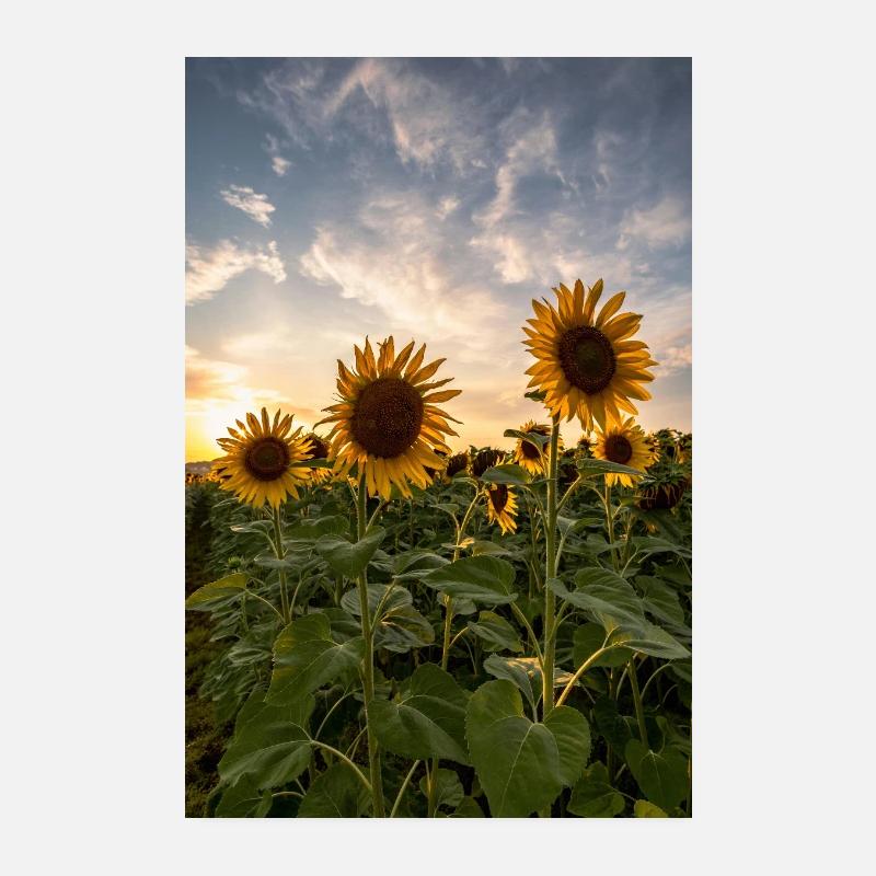 Sunflowers at sunset Poster 8" x 12" (20x30 cm)