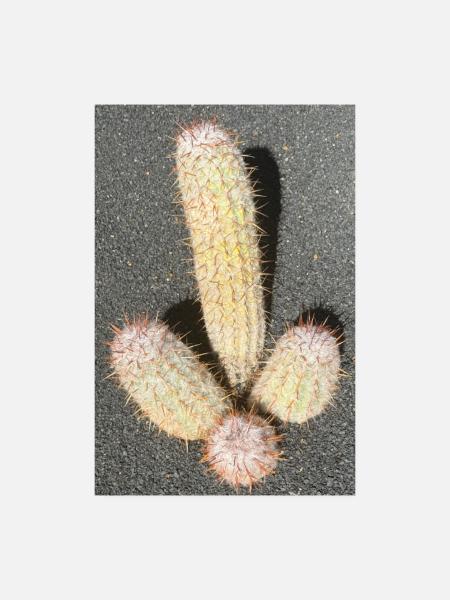 Pastel cactus in desert light - Poster 8" x 12" (20x30 cm) - white - Front