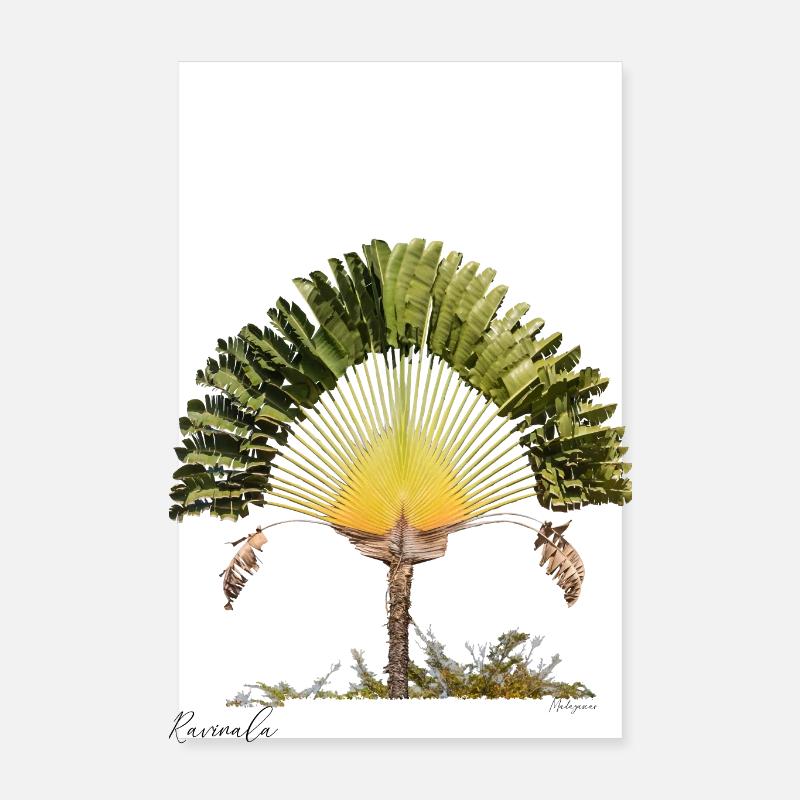 Ravinala Madagaskar Poster 20x30 cm