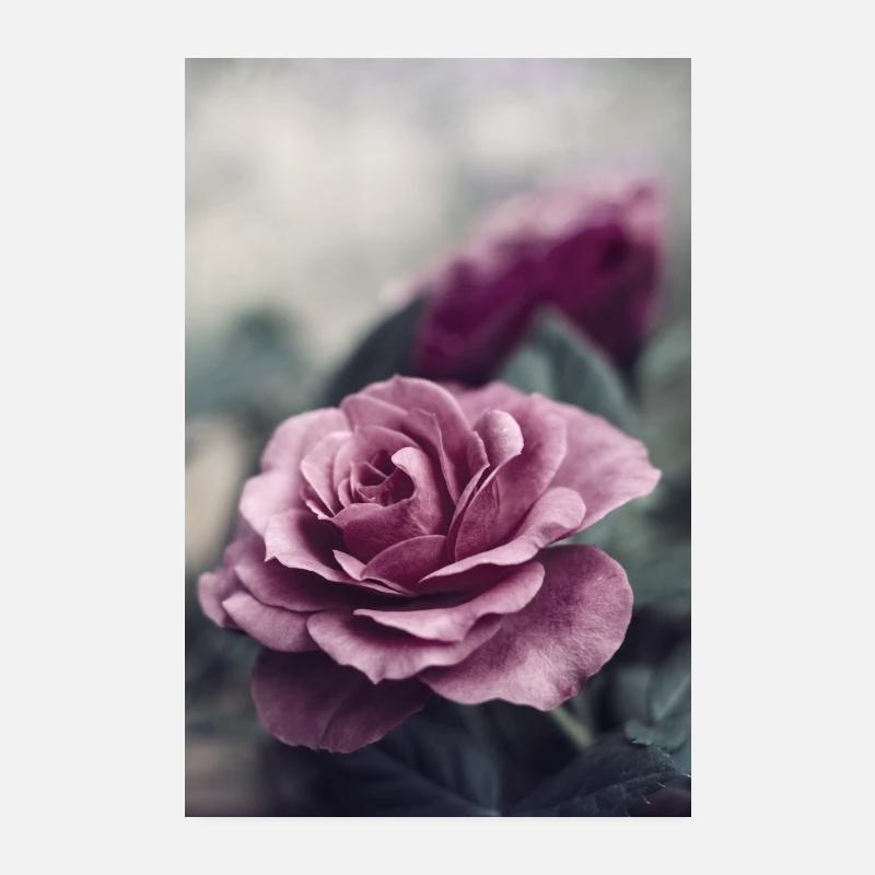 Rose in bloom Poster 8" x 12" (20x30 cm)