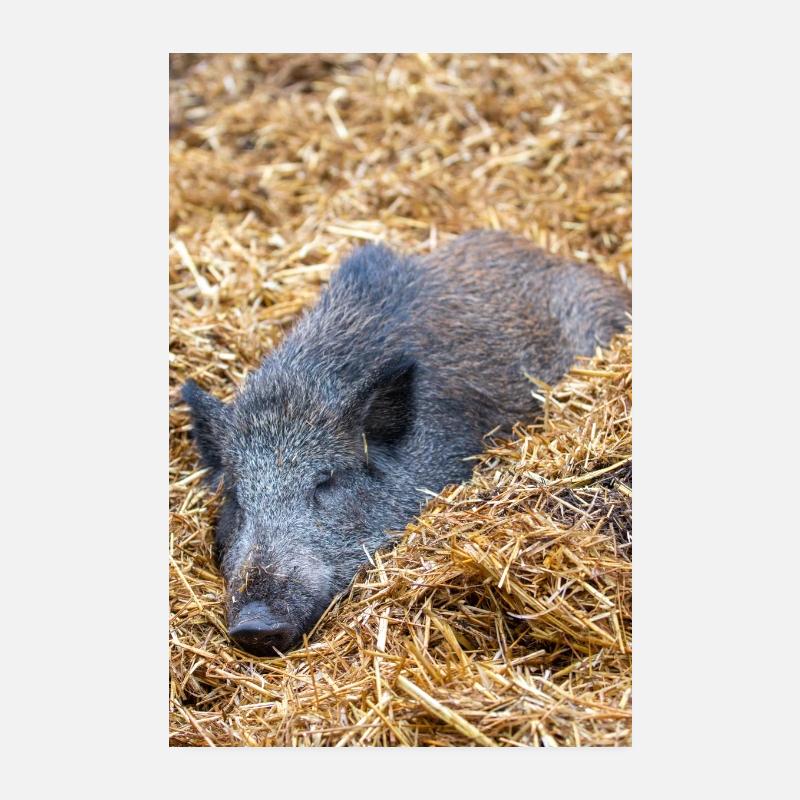 Wild boar (in german Wildschwein) Sus scrofa Poster 20x30 cm