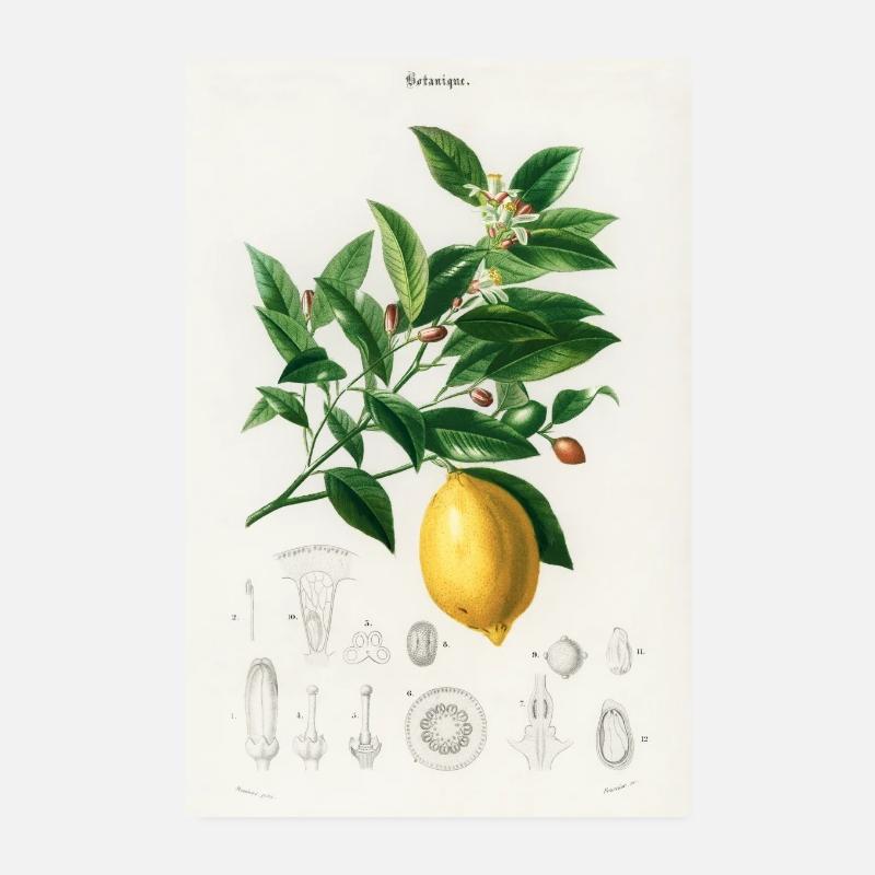 citron Poster 20 x 30 cm