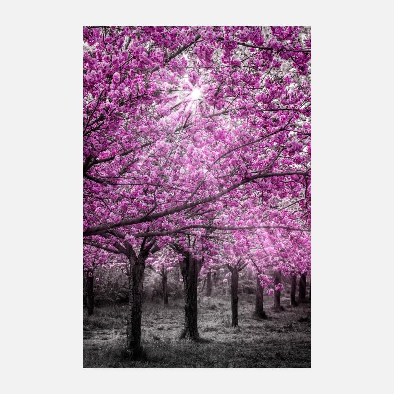 Fleurs de cerisier au soleil Poster 20 x 30 cm