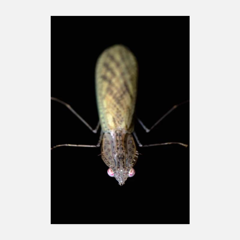 Sinomantis denticulata adult Poster 20x30 cm