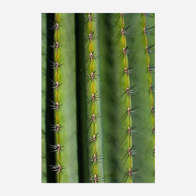 Cactus Poster 8" x 12" (20x30 cm)