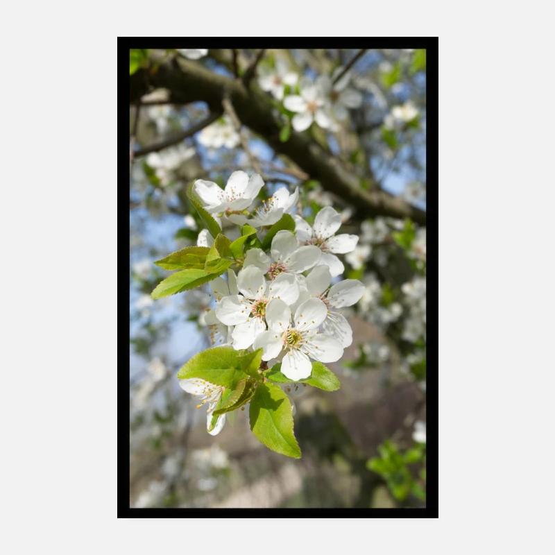 Kirschblüten Print Poster 20x30 cm