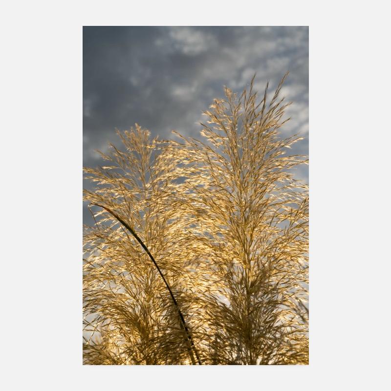 Golden Pampas Grass and Clouds in the Sunlight 3 Poster 8" x 12" (20x30 cm)