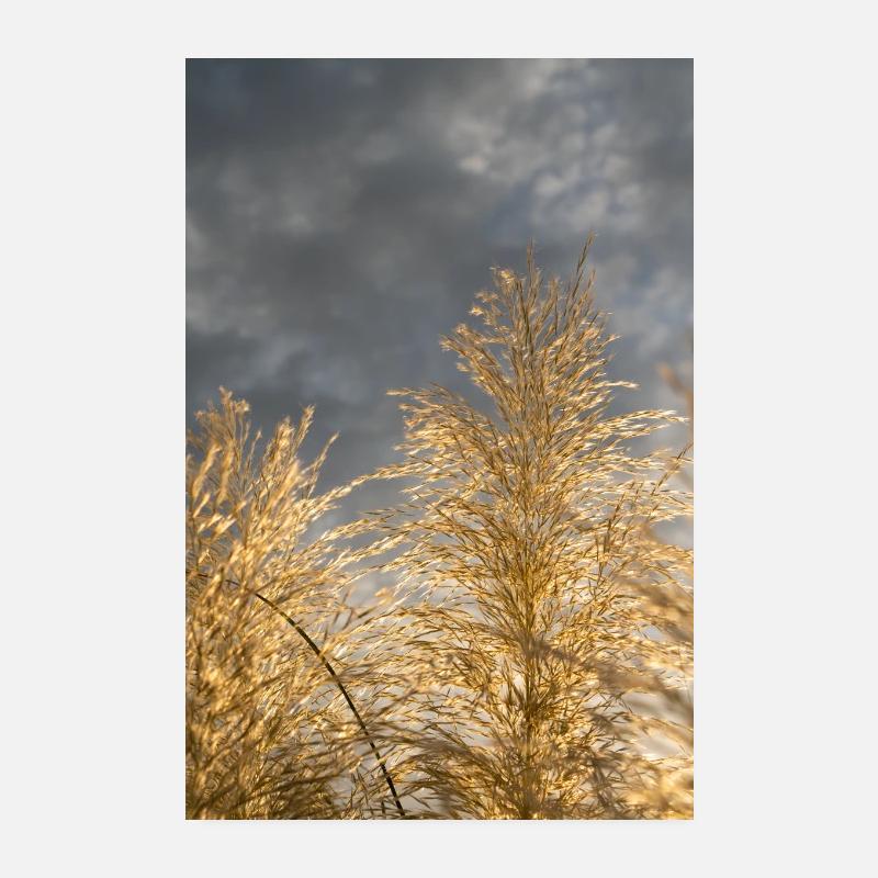 Golden pampas grass and clouds in sunlight 5 Poster 8" x 12" (20x30 cm)