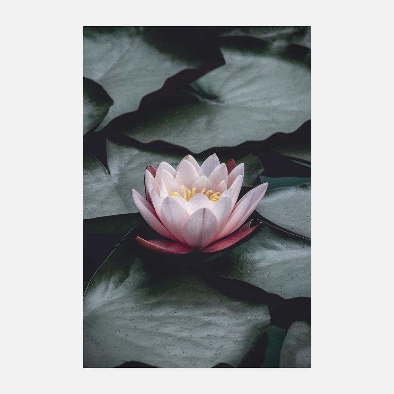 Nénuphar - Poster 20 x 30 cm - blanc