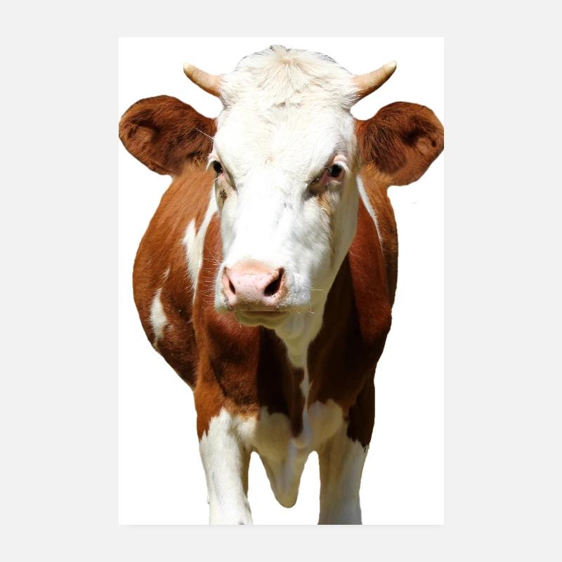 Affiche de vache Poster 20 x 30 cm