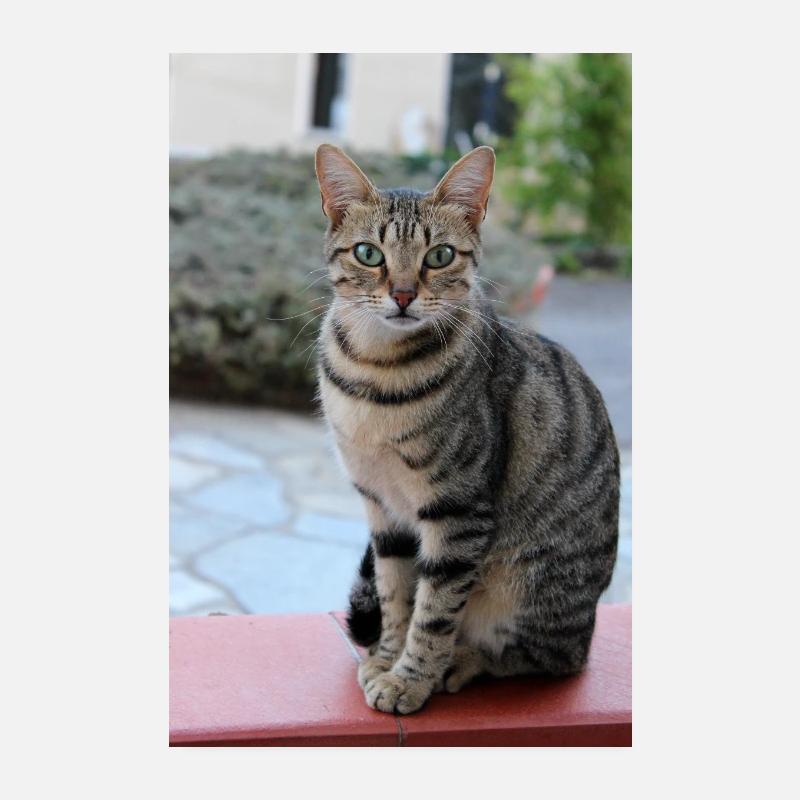 chat, chaton Poster 20 x 30 cm