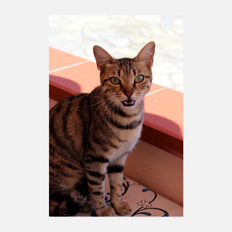 chat, chaton Poster 20 x 30 cm