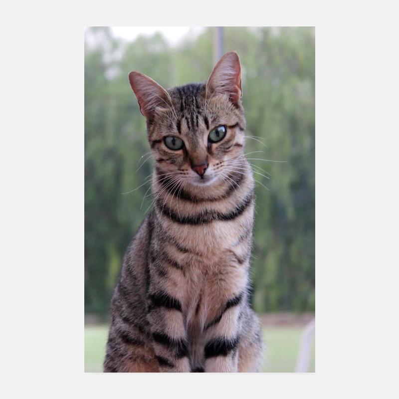 Chat chat chaton doux Poster 20 x 30 cm