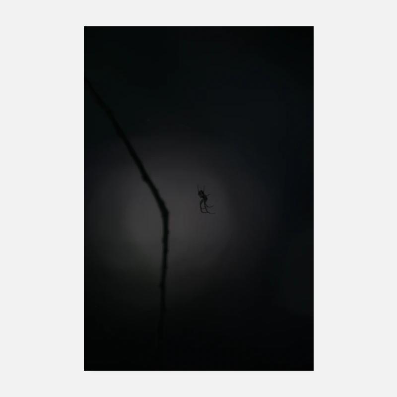 Spinne im Dunkeln - Poster 20x30 cm - Weiß