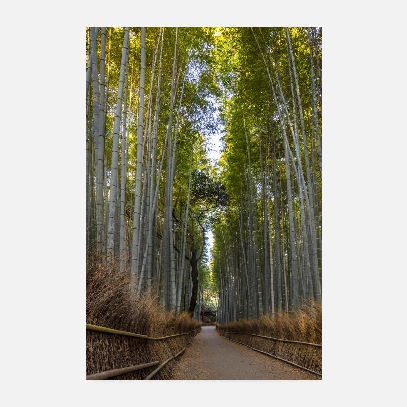 Mighty Arashiyama bamboo forest Poster 8" x 12" (20x30 cm)
