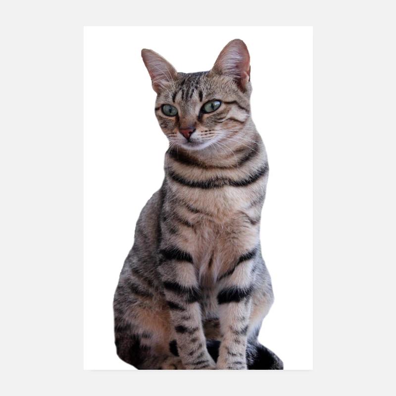 Chat chat noir chaton Poster 20 x 30 cm