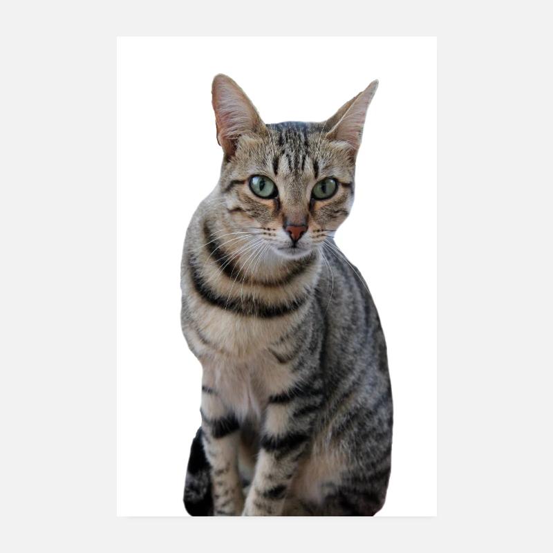 Chat chat noir chaton Poster 20 x 30 cm