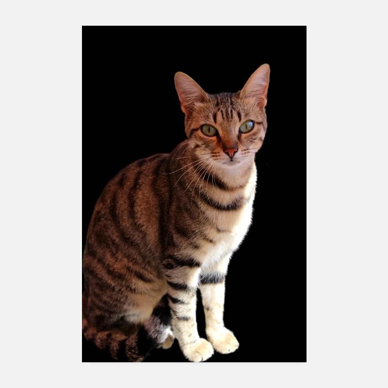 Katze Katze süßes Kätzchen Poster 20x30 cm