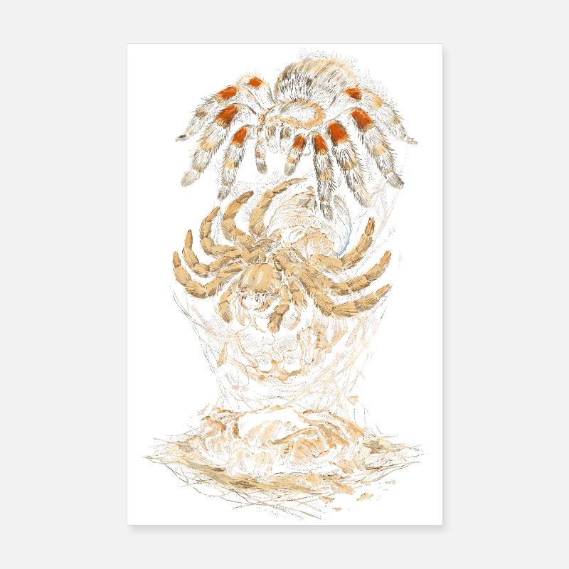 Tarentule Poster 20 x 30 cm
