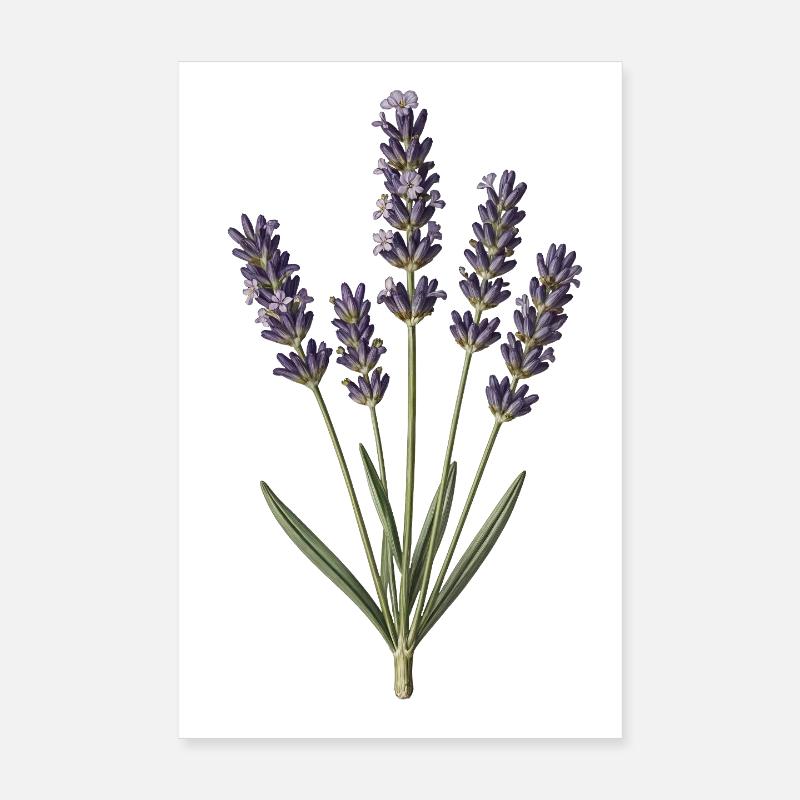 Lavande gravure botanique Poster 20 x 30 cm