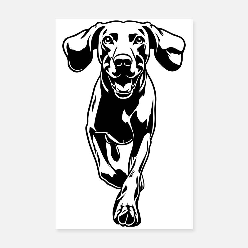 Weimaraner Poster 20x30 cm
