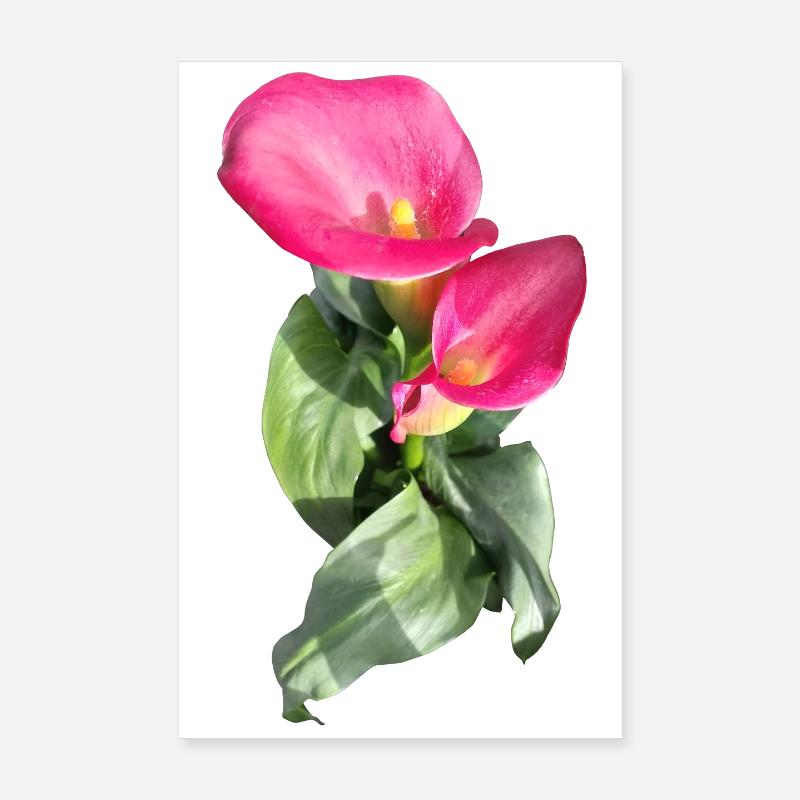 CALLASPink Calla Blütenzauber Poster 20x30 cm