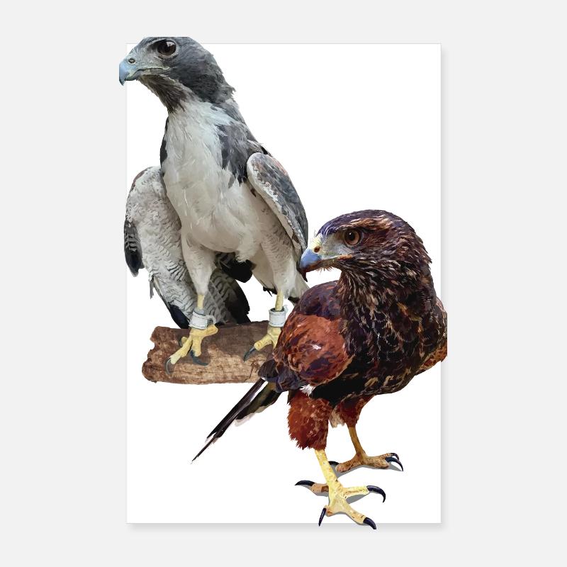 Hawks Poster 20 x 30 cm