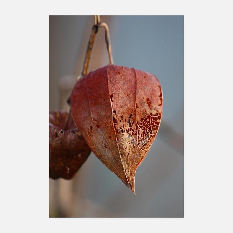 Physalis im Winter Poster 20x30 cm