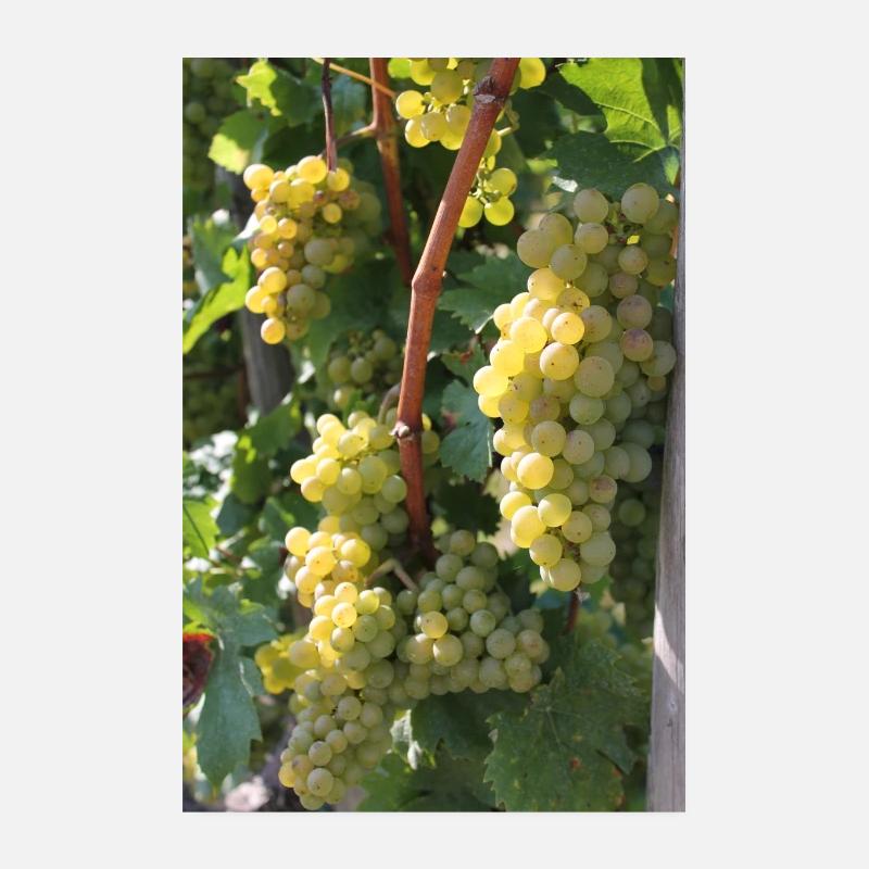 Vines Poster 8" x 12" (20x30 cm)