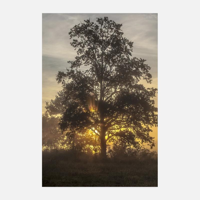 Sonnenaufgang hinter einem Baum - Poster 20x30 cm - Weiß
