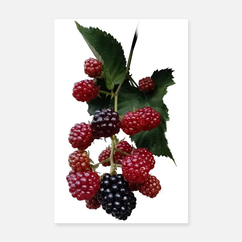 Berry Bush Pattern: Blackberries Poster 8" x 12" (20x30 cm)