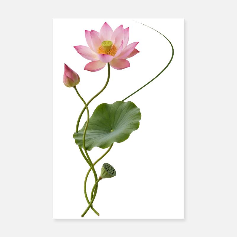 Lotus courbé dans le style zen Poster 20 x 30 cm