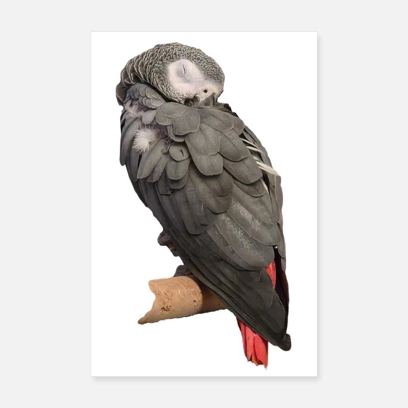 Perroquet gris oiseau endormi Poster 20 x 30 cm