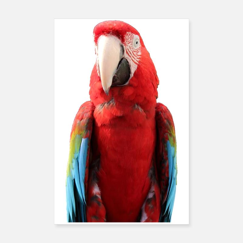T-shirt perroquets Cadeau Poster 20 x 30 cm