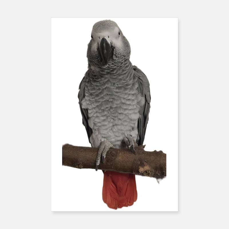 Perroquet gris sur branche Poster 20 x 30 cm