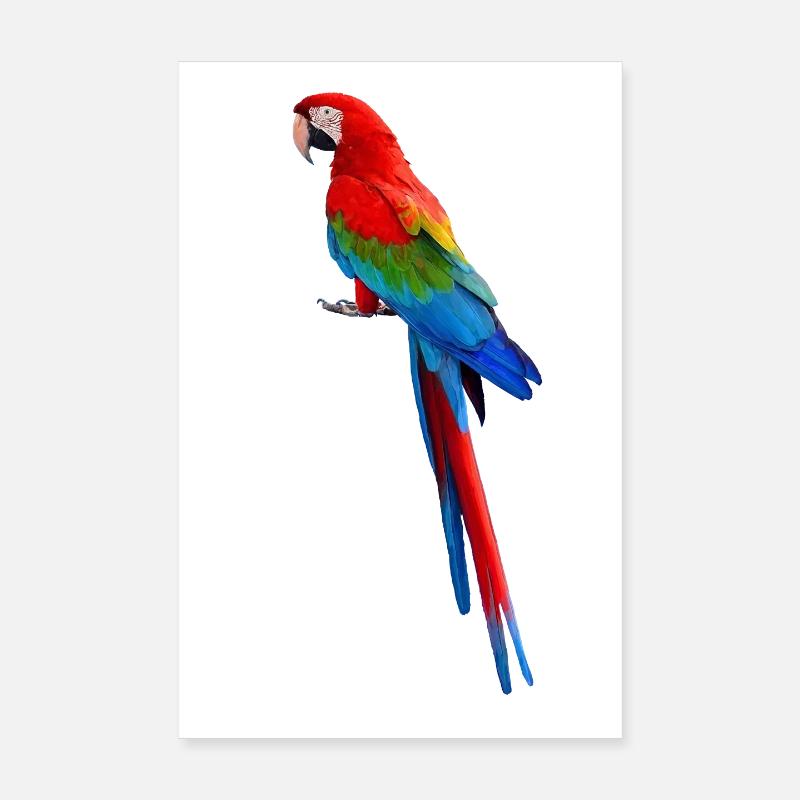 Parrot - Poster 20 x 30 cm - blanc