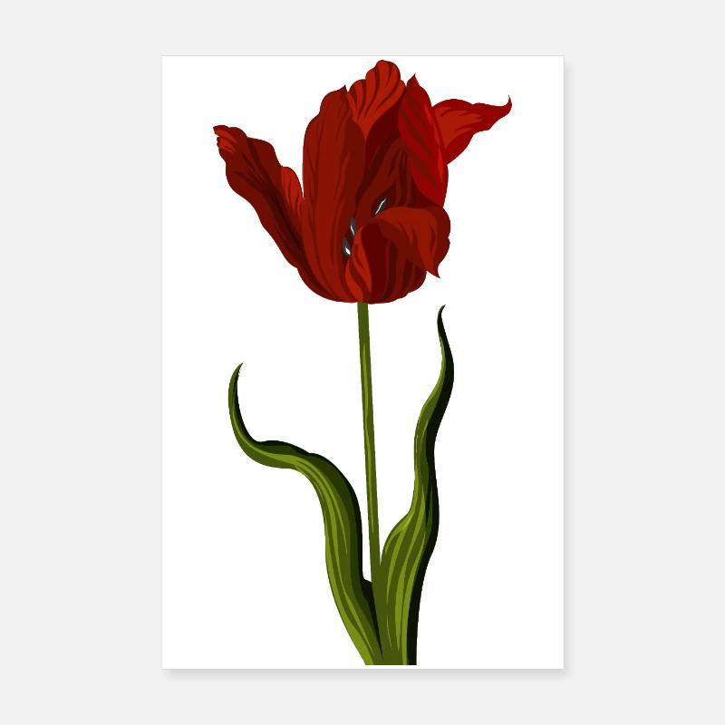 Tulipe rouge Poster 20 x 30 cm