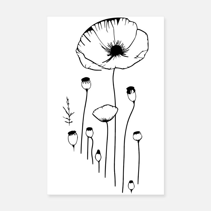 Coquelicot - fleurs et capsules de pavot à opium Poster 20 x 30 cm