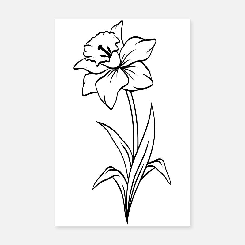 Narzisse - Poster 20x30 cm - Weiß