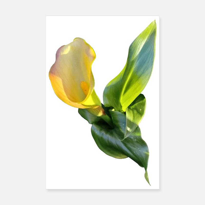 LYS CALLA JAUNE Poster 20 x 30 cm