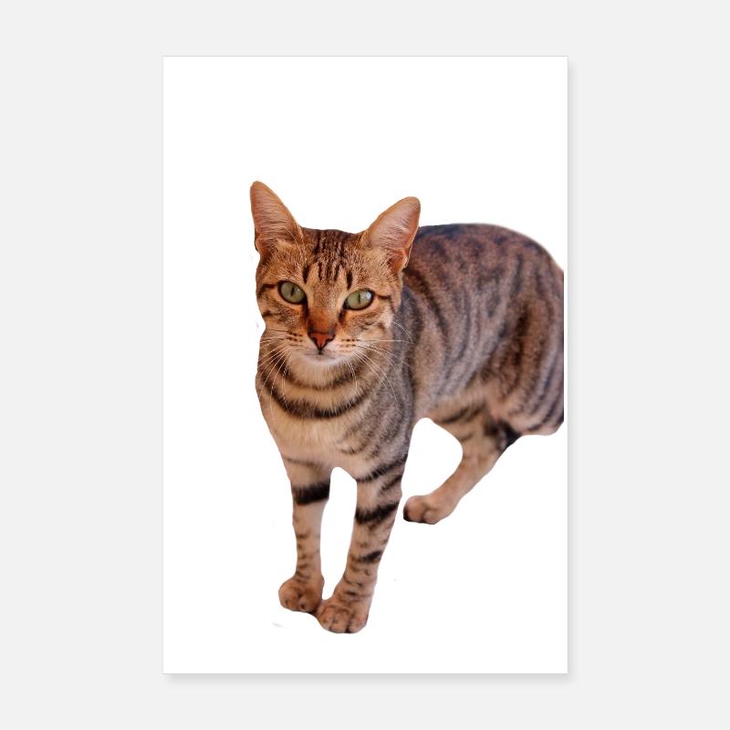 Cat Kitten Poster 8" x 12" (20x30 cm)