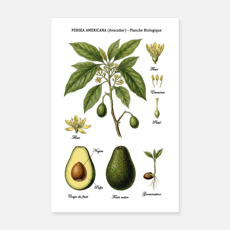 Botanical Board Avocado Tree Nature Study Poster 8" x 12" (20x30 cm)