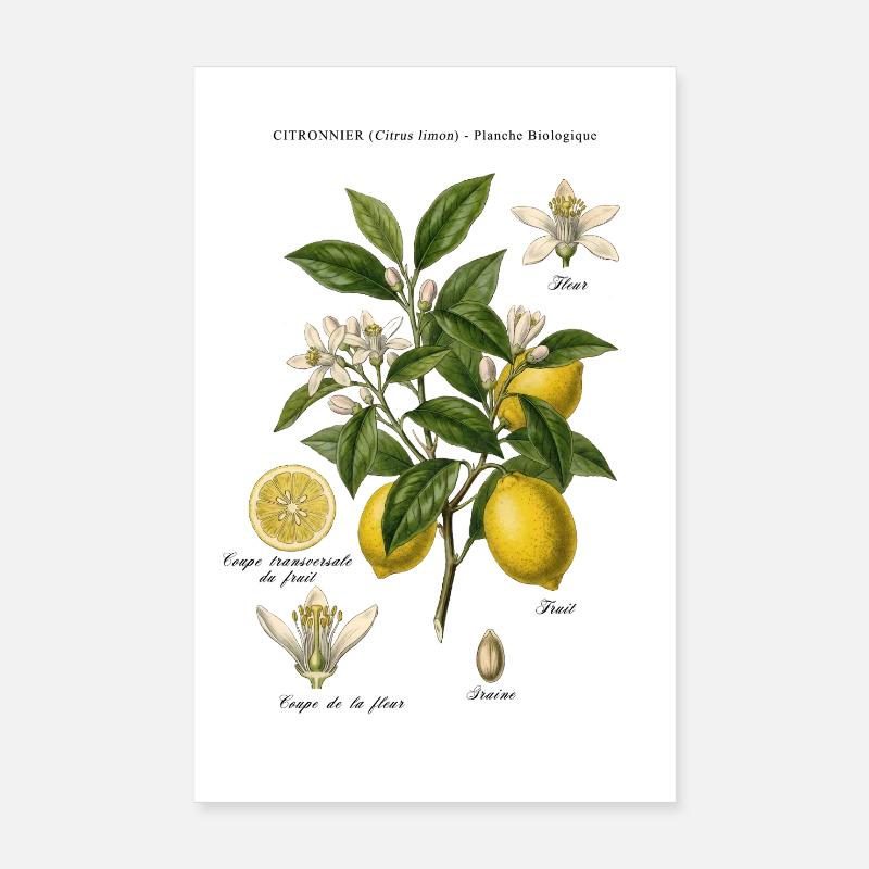 Planche Botanique Citronnier Vintage Poster 20 x 30 cm